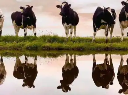 Die klassischen Schwarz-Bunten d&uuml;rfen auf der Messe ebenfalls nicht fehlen.