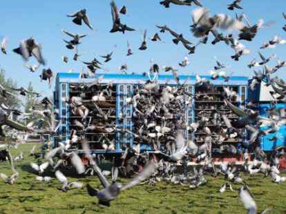 Auflass der Brieftauben zum Wettflug.