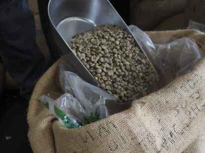 So sehen die &bdquo;rohen&ldquo; und ger&ouml;steten Kaffeebohnen aus. Diese stammen aus Nicaragua.