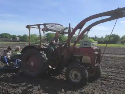 Erika und J&uuml;rgen Theilen bringen auf dem Hollweger Acker von Herbert Mansholt Sida-Pfl&auml;nzchen in die Erde &ndash; insgesamt 15.000 Exemplare.