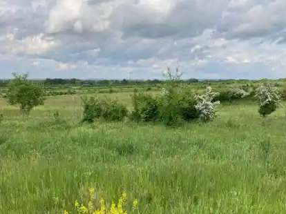 Unter diesem gr&uuml;nen Gras liegt die mit Abstand schlimmste Altlast im Gemeindegebiet, die Bookholzberger Bahndeponie. Bahn-Hinterlassenschaften stehen auch auf der Agenda der Hauptversammlung des Orts- und Heimatvereins Bookholzberg-Gr&uuml;ppenb&uuml;hren.