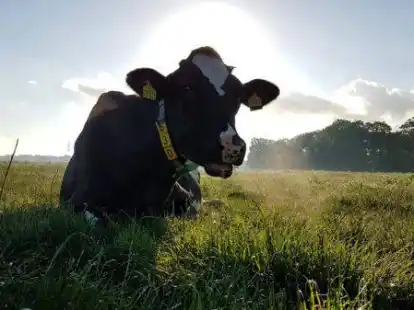 Gr&uuml;nland macht in der Wesermarsch rund 90 Prozent der landwirtschaftlichen Fl&auml;che aus.