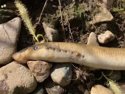 Ein tot aufgefundenes Neunauge von Ende April am Rittrumer M&uuml;hlenbach. Neunaugen sterben nach ihrem Laichakt.