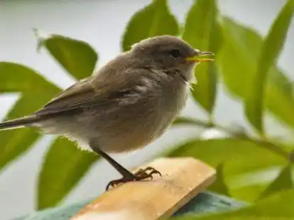 Er ist normalerweise eher zu h&ouml;ren als zu sehen: der scheue Zilpzalp, hier aufgenommen in einem Emder Garten.