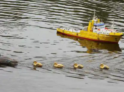 Auch auf hoher See gilt rechts vor links: Tierische Besucher beim Schiff-Modell-Club Bad Zwischenahn-Edewecht.