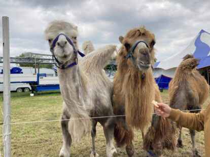 Auch die Kamele treten in der Zirkus-Show auf, die noch bis Sonntag in Ganderkesee zu sehen ist.