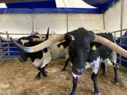 Die zwei Longhorn-Rinder wiegen eine Tonne und haben eine H&ouml;rnerspannweite von fast zwei Meter. Auch sie sind Teil der Show.