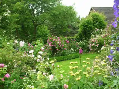 Bl&uuml;hende Rosen und Stauden gibt es im Garten von Anne und Hinrich Allmers in Atens zu sehen.