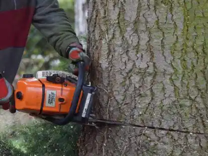 Baumf&auml;llung (Symbolbild)