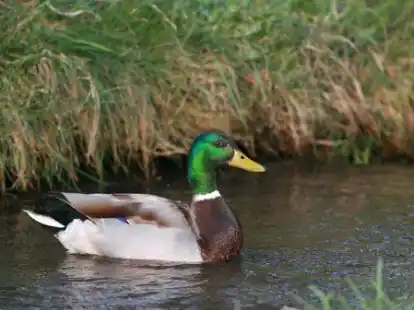 Eine Ente ist im Molberger Dorfpark von einem unbekannten Jungen gequ&auml;lt worden.
