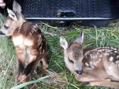 Die Jagdgenossenschaft Achternmeer hat sich eine Drohne angeschafft und dadurch schon etliche Rehkitze bei der Mahd gerettet.