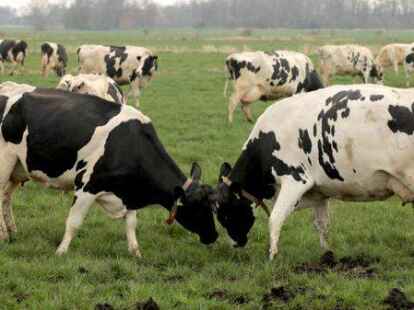 Ein allt&auml;gliches Bild in der Region: grasende K&uuml;he. Oft stehen sie aber auf Moorgr&uuml;nland, das viel klimasch&auml;dliches  Kohlendioxid freisetzt.