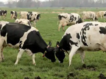 Ein allt&auml;gliches Bild in der Region: grasende K&uuml;he. Oft stehen sie aber auf Moorgr&uuml;nland, das viel klimasch&auml;dliches  Kohlendioxid freisetzt.