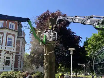 Die Blutbuche an der Nordstra&szlig;e/Uferstra&szlig;e musste gef&auml;llt werden. Sie war von einem Pilz befallen.
