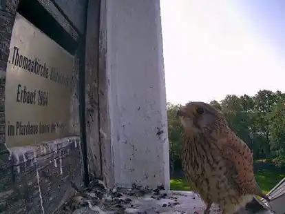 Musste drau&szlig;en bleiben: Die Turmfalkenmutter schien die Inschrift des Messingschilds zu studieren, mit dem das Einflugloch zum Nistkasten versperrt worden war.