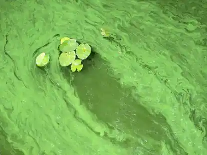 Blaualgen schimmern teils blau-gr&uuml;nlich, andere nur gr&uuml;nlich und sind typischerweise durch die &bdquo;Schlieren&ldquo; identifizierbar.