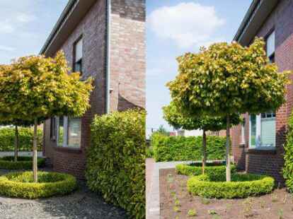 So stellt die UWG Wildeshausen sich das vor: Im Mai 2022 wurde in Emden ein Vorgarten im Stadtteil Wolthusen umgestaltet. Beim Vorgarten-Wettbewerb des Emder &Ouml;kowerks wurden Schotterg&auml;rten in insektenfreundliche G&auml;rten umgestaltet.