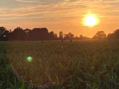 Rund um den Woldweg in Wehnen wurde am Dienstag bis in die Nacht nach Joe gesucht.