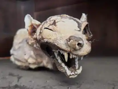 Heidnisches Brauchtum oder Zufall: In Altenoythe und Beverbruch finden Arbeiter beim Abbruch von Bauernh&auml;usern mumifizierte Tiere im Zwischenboden.