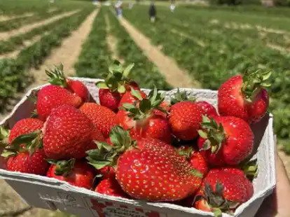 Der Erdbeeren-Raub auf den Feldern des Hofes Wempe soll gestoppt werden.