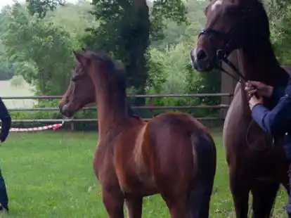 Stellte seine Nachzuchten vor: Thorsten Cording (links).