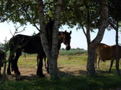 Pferde stehen am Reiterwochenende in Moordorf zwei Tage lang im Mittelpunkt.