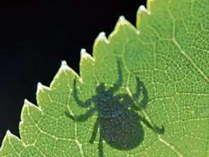 In Lauerstellung, um sich auf die Beute zu st&uuml;rzen? Nicht ganz. Meistens streift man die Zecken im Vorbeigehen von den Bl&auml;ttern ab.