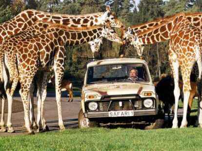 Gro&szlig;wild &ndash; hier: Giraffen &ndash; l&auml;uft im Serengeti-Park Hodenhagen frei herum.
