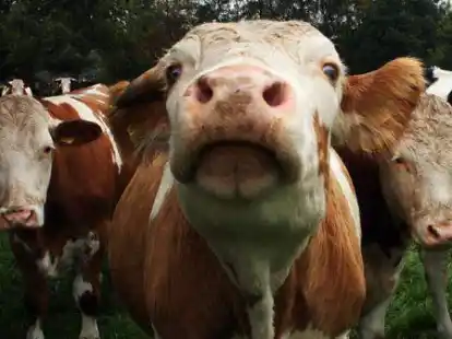 Der Hof Reuter in Oldenburg nimmt am Tag des offenen Hofes teil und &ouml;ffnet seine T&uuml;ren f&uuml;r Besucher.