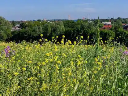 Nicht nur ruhig, sondern auch beliebt wegen seines Freizeitwerts: der Stadtteil Constantia mit dem Friesenh&uuml;gel.