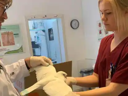 Behandelten die verletzten Tauben in Emden: Dr. Thomas Dirks und seine Helferin Lena.