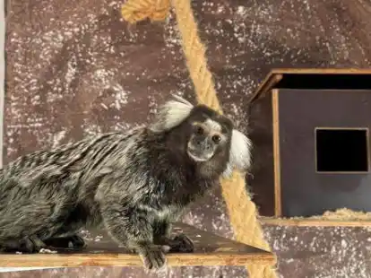 Aus illegalem Tierhandel gerettet: Dieser Wei&szlig;b&uuml;schelaffe lebt nun erst einmal in der Wildtierauffangstation Rastede.