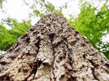 Eine Schutzsatzung f&uuml;r B&auml;ume wird es in der Gemeinde Bar&szlig;el nicht geben.