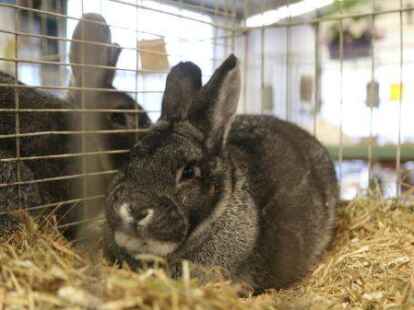 Eine Kaninchenschau finde am 16. und 17. Juli in Hude statt.