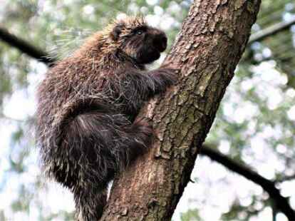 Der Baumstachler hat im Th&uuml;ler Zoo Nachwuchs bekommen. Die Tiere sind gute Kletterer, m&ouml;gen es aber eher gem&uuml;tlich.
