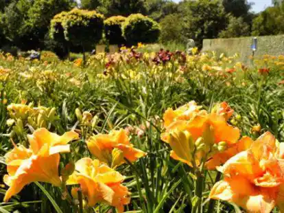 Ein Meer aus Bl&uuml;ten: das Taglilienrondell im Park der G&auml;rten.