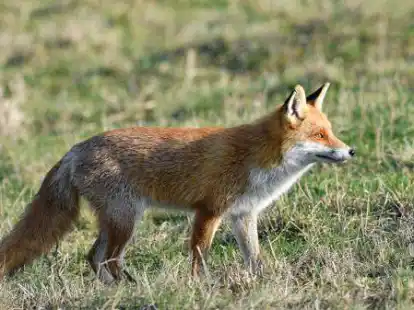 Peta will bundesweit F&uuml;chse sch&uuml;tzen. Um das zu erreichen sollen unter anderm Schliefenanlagen geschlossen werden. Die Organisation hat deswegen Anklage gegen die Betreiber eingereicht.