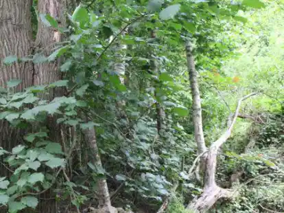 Ein Hektar Wald ist an der Eisenbahnstra&szlig;e/Niedriger Weg 50 bis 60 Jahre sich selbst &uuml;berlassen gewesen.