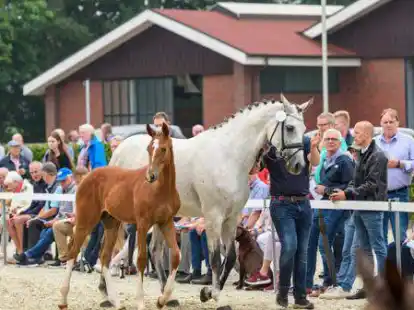 Die Fohlenschau auf dem Gest&uuml;t Wendeln ist ein echter Publikumsmagnet.