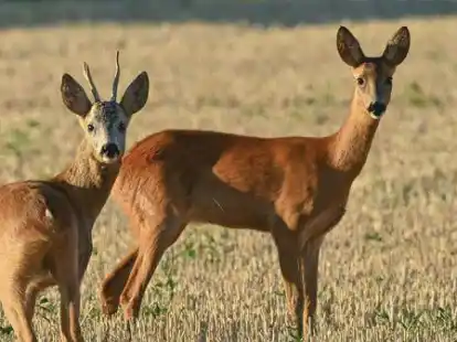 Ein Rehbock und ein Reh stehen am fr&uuml;hen Morgen auf einem abgeernteten Getreidefeld (Symbolbild): W&auml;hrend der Brunft des Rehwilds in diesen Wochen  sollten Verkehrsteilnehmer besonders achtsam unterwegs sein.