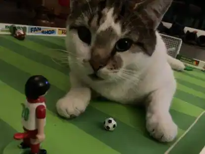 Platzsturm der tierischen Art: Sein Name ist Hase, und er wei&szlig; wie immer von nichts.