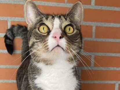 Auf der Suche nach Freilauf: Kater Gismo kam aus beengten Verh&auml;ltnissen.