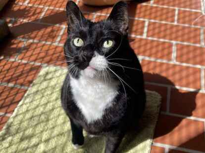 Kater Pauli: Er w&uuml;rde gerne zusammen mit Gismo umziehen. Das muss aber nicht sein.