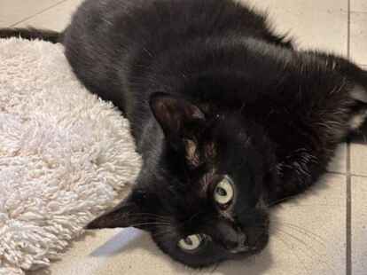 Geh&ouml;rt auch zum Freundeskreis: Kater Otis, der das Faulenzen liebt.