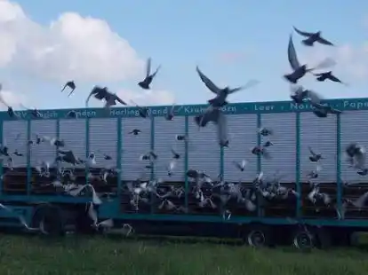 Viele Hundert Kilometer entfernt werden die Tauben aus Ostfriesland aufgelassen. Auf dem Weg nach Hause wird die schnellste Taube ausgezeichnet.