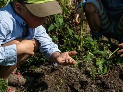 Mal gucken, was der Boden so hergibt: F&uuml;r die Kinder ist es auf dem Feld hochinteressant. Einige haben sogar ein eigenes Beet.
