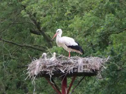 Da waren sie noch klein: Das ein paar Wochen alte Foto zeigt die Jungtiere im Horst am H&ouml;rner Diek. Jetzt sind sie fast so gro&szlig; wie ihre Eltern.