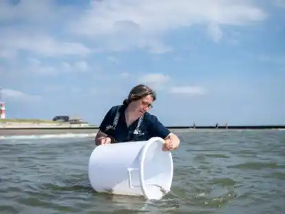 Maria Oetjen l&auml;sst Jungtiere vom Kleingefleckten Katzenhai aus einem Beh&auml;ltnis in die Nordsee schwimmen. Das Borkumer Nordsee-Aquarium z&uuml;chtet Katzenhaie - nun sind die Tiere vor der ostfriesischen Insel ausgewildert worden. +++ dpa-Bildfunk +++
