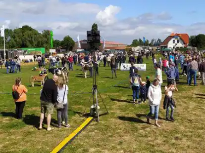 Rinder, Pferde, Schafe, Gefl&uuml;gel und Kaninchen wurden gestern bei der 101. Tierschau in Stollhamm gezeigt und pr&auml;miert.