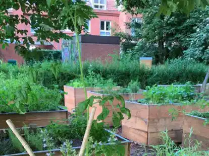Die Grundschule am Wall kann ab Herbst ihren hinteren Pausenhof weiter umgestalten. Schon vorhanden sind ein gr&uuml;nes Klassenzimmer mit Hochbeeten und dahinter ein kleiner Imkergarten.